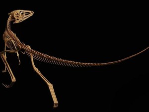 Misteri Fosil Nenek Moyang Pterosaurus 230 Juta Tahun Akhirnya Terungkap