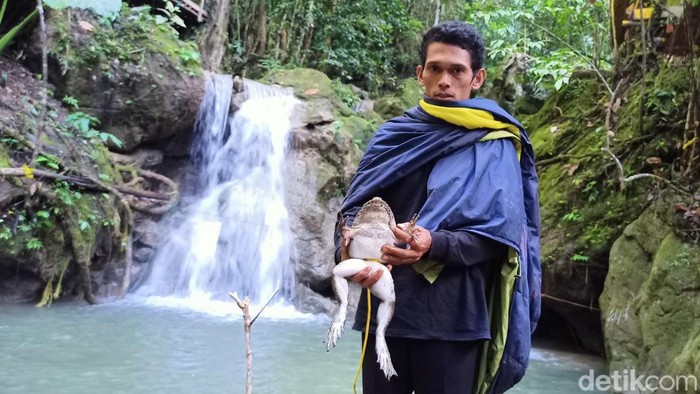 Warsga Desa Kadingeh, Kabupaten Enrekang, menangkap Todan untuk dikonsumsi.