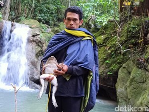 Kisah Warga Enrekang yang Punya Tradisi Berburu Katak Besar dan Memakannya