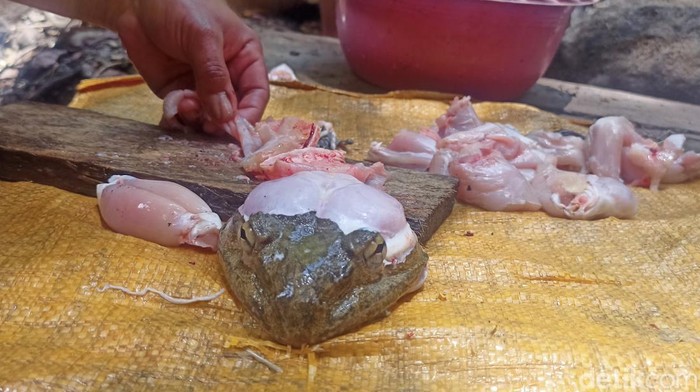 Warga membersihkan Todan untuk dikonsumsi.