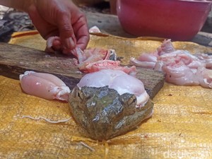 Cara Warga Kadingeh Enrekang Olah Katak Besar Jadi Santapan yang Lezat