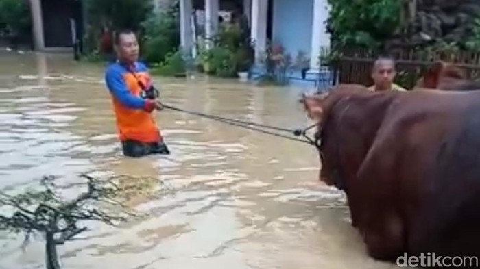 Warga Trenggalek saat menyelamatkan ternak dari banjir