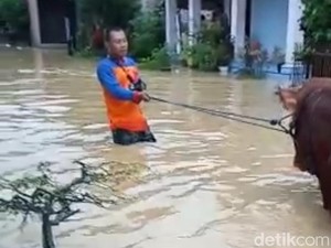 Upaya Warga Trenggalek Selamatkan Hewan Ternak di Tengah Banjir