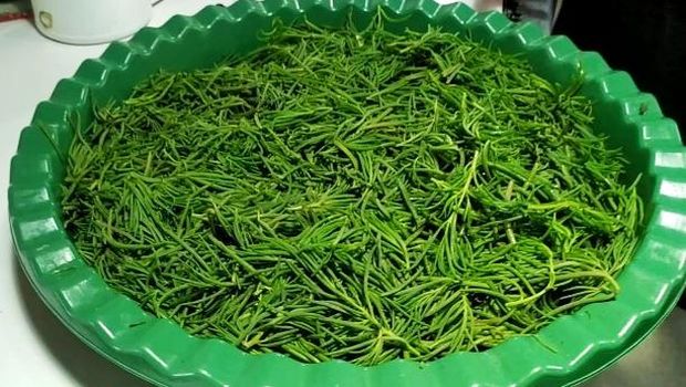Bagian ujung tanaman alur diolah menjadi sayur urap dan menjadi makanan khas Desa Budeng, Jembrana Bali.