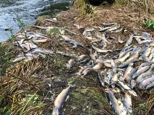 Puluhan Ribu Ikan Salmon di Kanada Tiba-tiba Mati