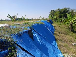 Banjir Ancam Sawah-Permukiman, Tanggul di Grobogan Ditutup Terpal