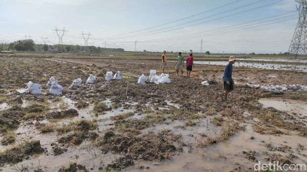Tanggul rawan jebol di Grobogan ditutup terpal, Minggu (9/10/2022).