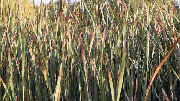 Typha angustifolia
