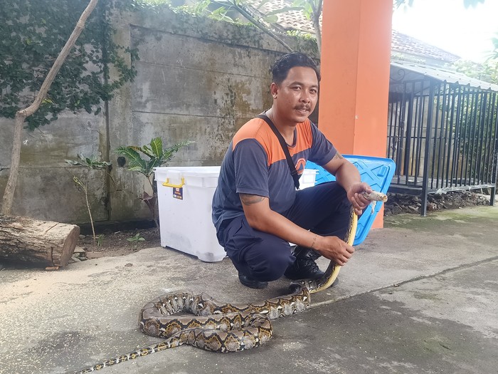 Anggota BPBD Denpasar, I Wayan Headi Swambara ketika menunjukkan salah satu ular yang berhasil ditangkapnya pada beberapa waktu lalu.