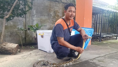 Anggota BPBD Denpasar, I Wayan Headi Swambara ketika menunjukkan salah satu ular yang berhasil ditangkapnya pada beberapa waktu lalu.