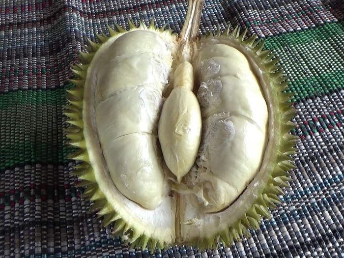 durian di lereng semeru yang paling diburu warga adalah durian mentega