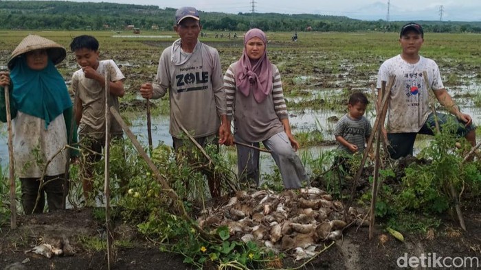 Para petani menangkap tikus dan akan dijual di perlombaan Gropyokan tikus di Kabupaten Grobogan.