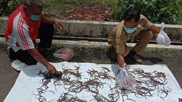 Para petani menangkap tikus dan akan dijual di perlombaan Gropyokan tikus di Kabupaten Grobogan.