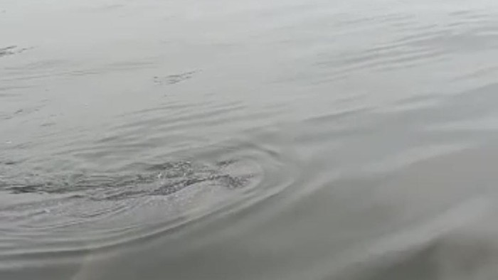 Hiu Paus di perairan Muaragembong, Bekasi, Jabar.