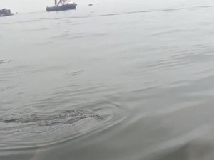Seekor Hiu Paus Ditemukan di Perairan Muaragembong Bekasi