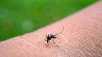 Denda Rp 50 Juta Jika Ada Jentik Nyamuk di Rumah, Bagaimana Penerapannya?