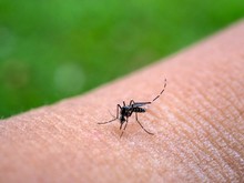 Denda Rp 50 Juta Jika Ada Jentik Nyamuk di Rumah, Bagaimana Penerapannya?