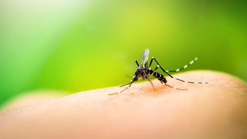 Mosquito sucking blood on human skin with nature background