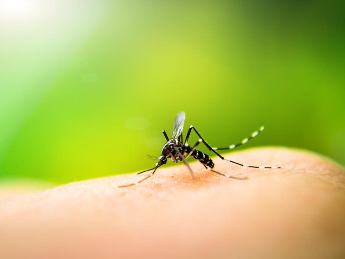 Mengusir nyamuk alami yang ampuh