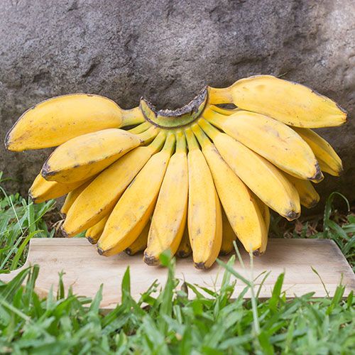 Jenis pisang lokal