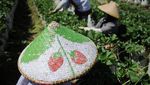 Menyusuri Pesona Tersembunyi di Selatan Jawa Barat