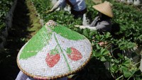 Petani memanen strawberi di perkebunan Rancabali, Ciwidey, Kabupaten Bandung. Selain teh, perkebunan strawberi juga banyak ditemui di sepanjang jalan mulai dari wilayah Ciwidey. Berada di ketinggian lebih dari 700 mdpl, Ciwidey menjadi tempat yang cocok bagi strawberi untuk dibudidayakan.   