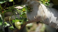 Petani menunjukkan tanaman strawberi yang mulai berbuah di perkebunan Rancabali, Ciwidey, Kabupaten Bandung. Hasil panen strawberi rata-rata dijual oleh petani setempat ke Kota Bandung, tepatnya ke berbagai pusat oleh-oleh dan pusat perbelanjaan ternama.  