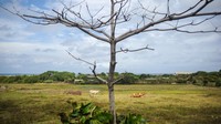 Sejumlah sapi merumput di sekitar lahan pertanian kawasan pesisir Pantai Cidaun, Cianjur Selatan, Kabupaten Cianjur. Pantai di sepanjang jalur Jabar selatan memiliki pesonanya masing-masing. Di Pantai Cidaun, Kabupaten Cianjur misalnya, tampak pemandangan alamnya yang indah, banyak juga sapi yang diliarkan merumput dengan bebas yang tentunya menjadi daya tarik tersendiri bagi wisatawan yang melintasi kawasan tersebut.  