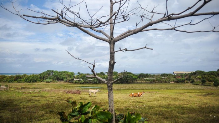 Sejumlah sapi merumput di sekitar lahan pertanian kawasan pesisir Pantai Cidaun, Cianjur Selatan, Kabupaten Cianjur.