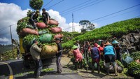 Petani memanen teh di perkebunan Rancabali, Ciwidey, Kabupaten Bandung. Pemprov Jabar saat ini berupaya mengembangkan kawasan Jabar selatan tersebut dengan melakukan promosi guna menarik minat investor dalam negeri maupun luar negeri. Menurut Kepala Dinas Penanaman Modal Perizinan Terpadu Satu Pintu (DPMPTSP) Provinsi Jabar Noneng Komara Nengsih, terdapat 81 program pengembangan kawasan Jabar bagian selatan dengan total biaya Rp108 triliun. Dari 81 program itu, ada 59 unit program pengembangan infrastruktur, 5 unit program pengembangan agribisnis, 8 unit program pengembangan kelautan dan perikanan, serta 9 unit program pengembangan pariwisata.