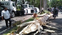 Dua pohon palm yang tumbang ditabrak CR-V/Foto: Deny Prastyo Utomo/detikJatim