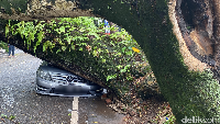 Pohon Ki Hujan yang tumbang dan menimpa bagian depan mobil Mercedes Benz yang diparkirkan di Jalan Maulana Yusuf, Kota Bandung sudah berusia puluhan tahun. Pantauan detikJabar, Rabu (5/10/2022 sekitar Pukul 14.30, Tim Rescue Diskar PB Kota Bandung sedang melakukan evakuasi pohon tumbang ini.