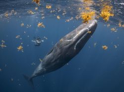 Karya Memukau Jawara Kontes Foto Laut 2022, Ada Lokasinya di Indonesia