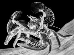 Karya Memukau Jawara Kontes Foto Laut 2022, Ada Lokasinya di Indonesia