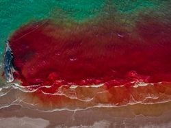 Karya Memukau Jawara Kontes Foto Laut 2022, Ada Lokasinya di Indonesia