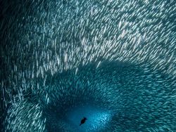 Karya Memukau Jawara Kontes Foto Laut 2022, Ada Lokasinya di Indonesia