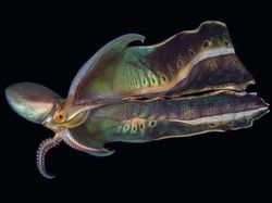 Karya Memukau Jawara Kontes Foto Laut 2022, Ada Lokasinya di Indonesia