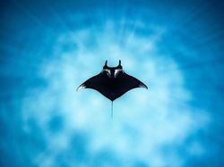 Karya Memukau Jawara Kontes Foto Laut 2022, Ada Lokasinya di Indonesia