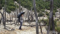 Hutan Mati Gunung Papandayan