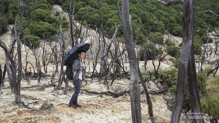 Hutan Mati Gunung Papandayan
