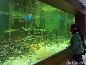Serunya Berwisata di Central Park Zoo, Banyak Koleksi Hewan Unik