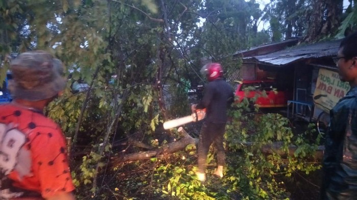 Pohon Tumbang di jember