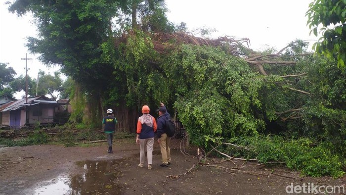 Pohon tumbang di Kota Kediri