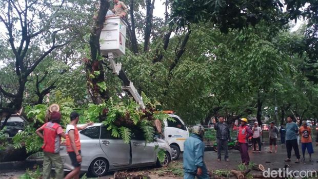 Sebuah mobil ringsek tertimpa pohon tumbang di Makassar.