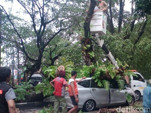 9 Jalan di Makassar Rawan Pohon Tumbang saat Hujan, Hindari Melintas-Parkir