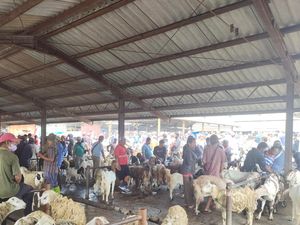 Setelah 6 Bulan Tutup, Pasar Hewan Pon Ambarawa Kembali Buka