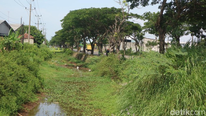 Sungai Simo sepanjang jalan Pantura Pati-Juwana dipenuhi eceng gondok, Senin (10/10/2022).