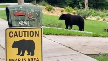 Peringatan ada beruang ini ternyata tidak mengada-ada. Foto: Bored Panda