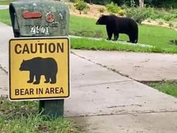 Pas Banget, Foto Orang dan Binatang Mirip Lukisan Atau Gambar