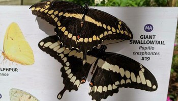 Mungkin si kupu-kupu ingin menyapa temannya yang mirip.Foto: Bored Panda